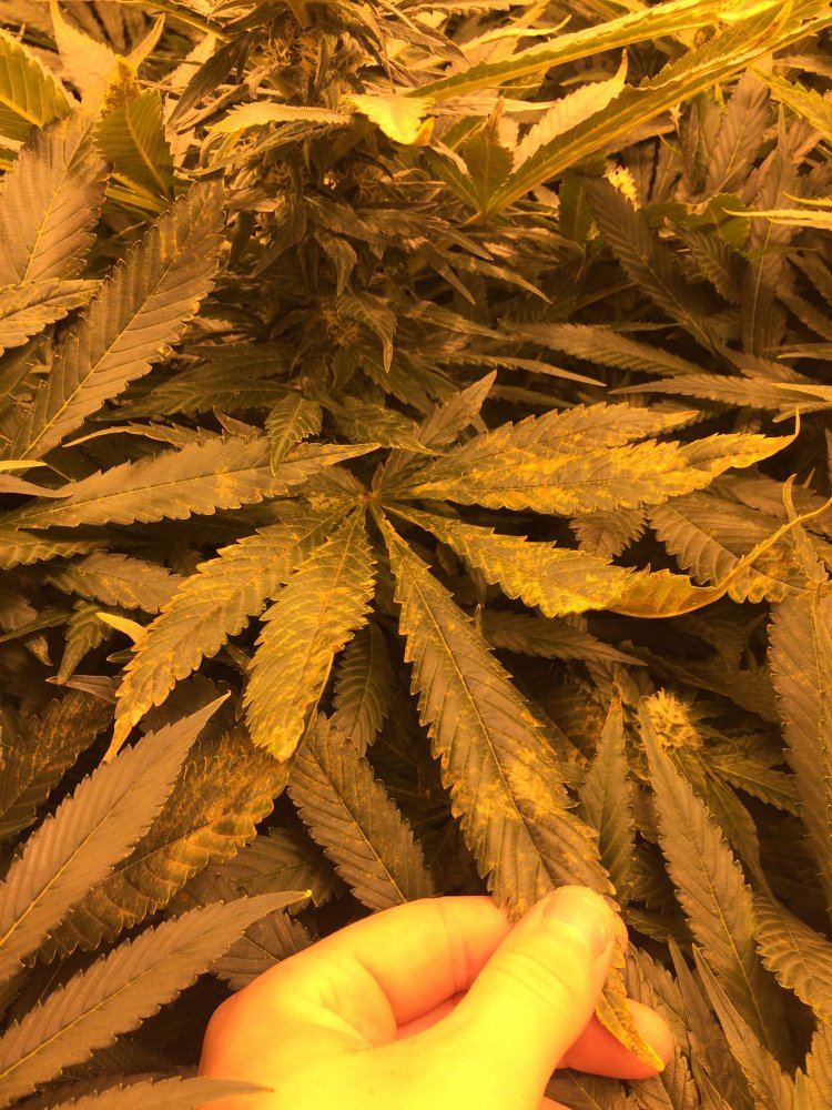 Any advise on this deficiency