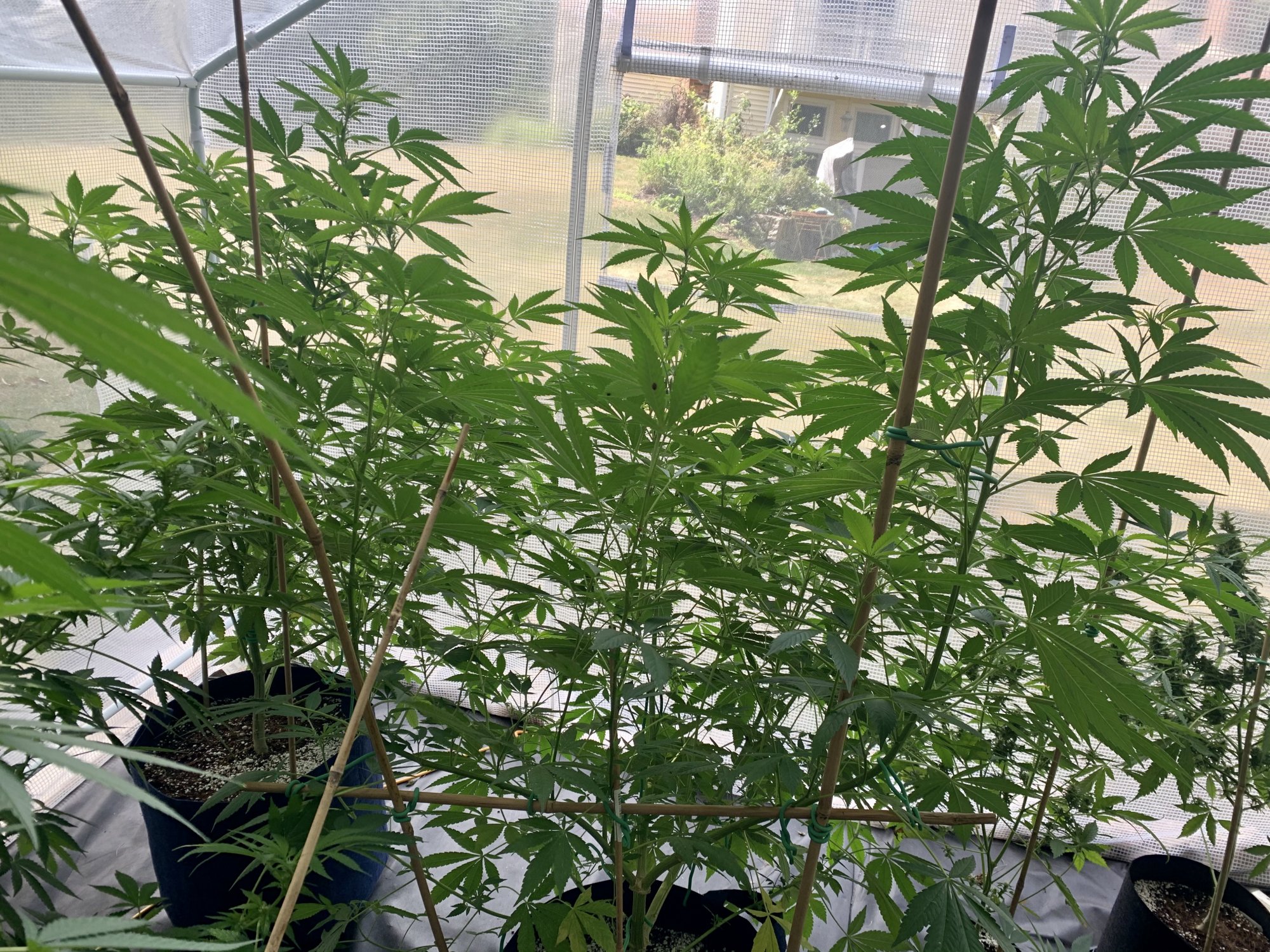 Any defoliationpruning tips getting crowded in greenhouse 3