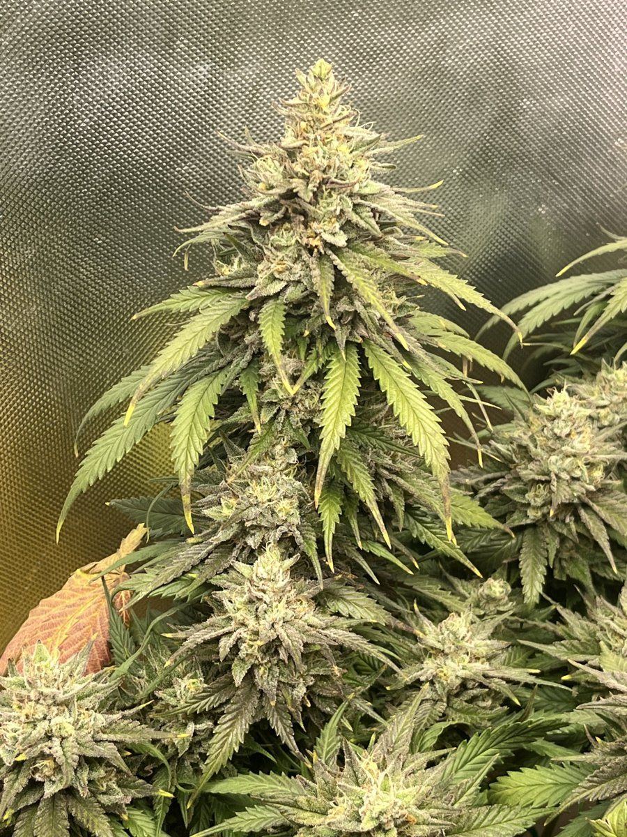 Any experience with plain diesel need input 3