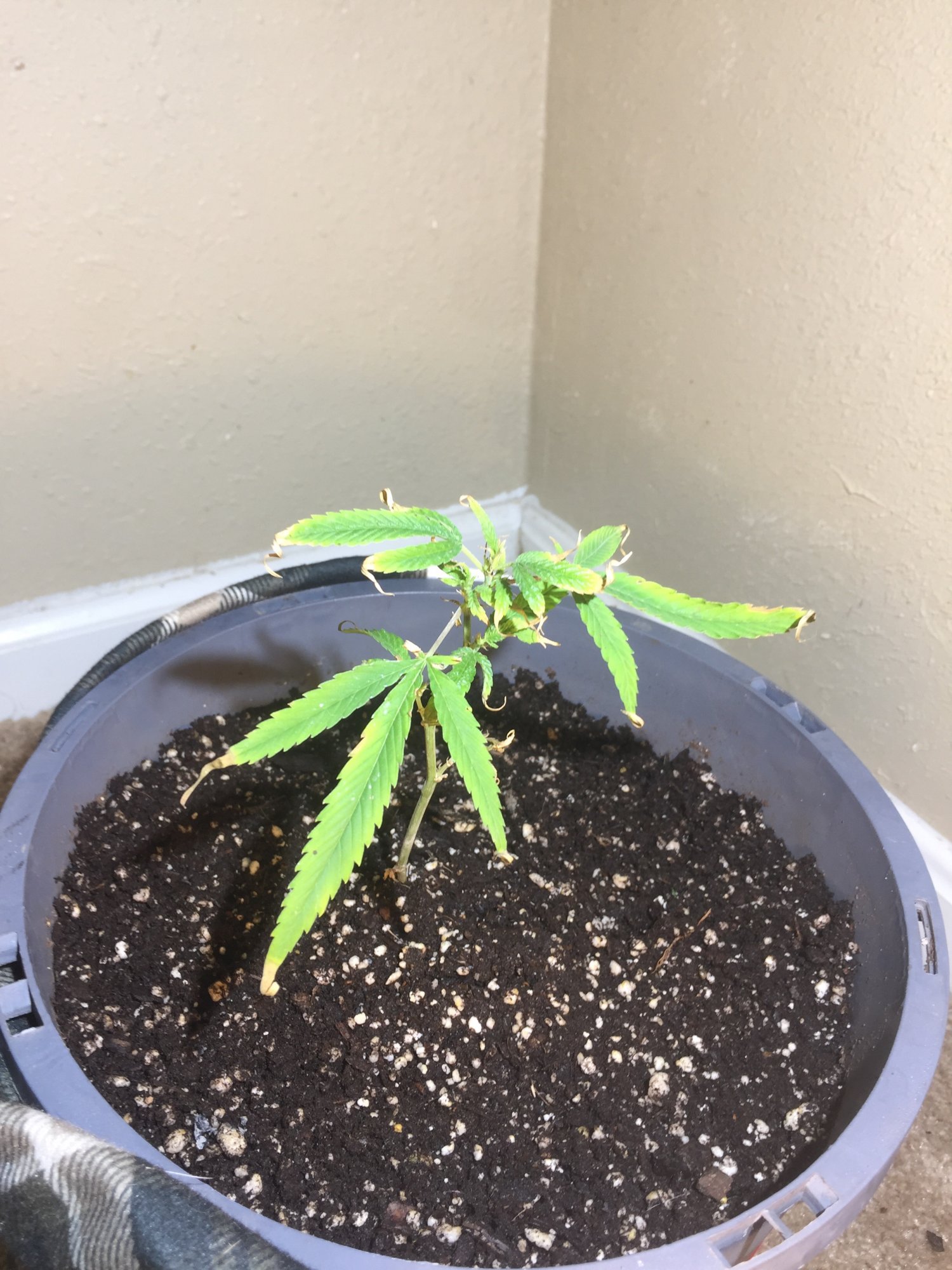 Any help from experience grower 2