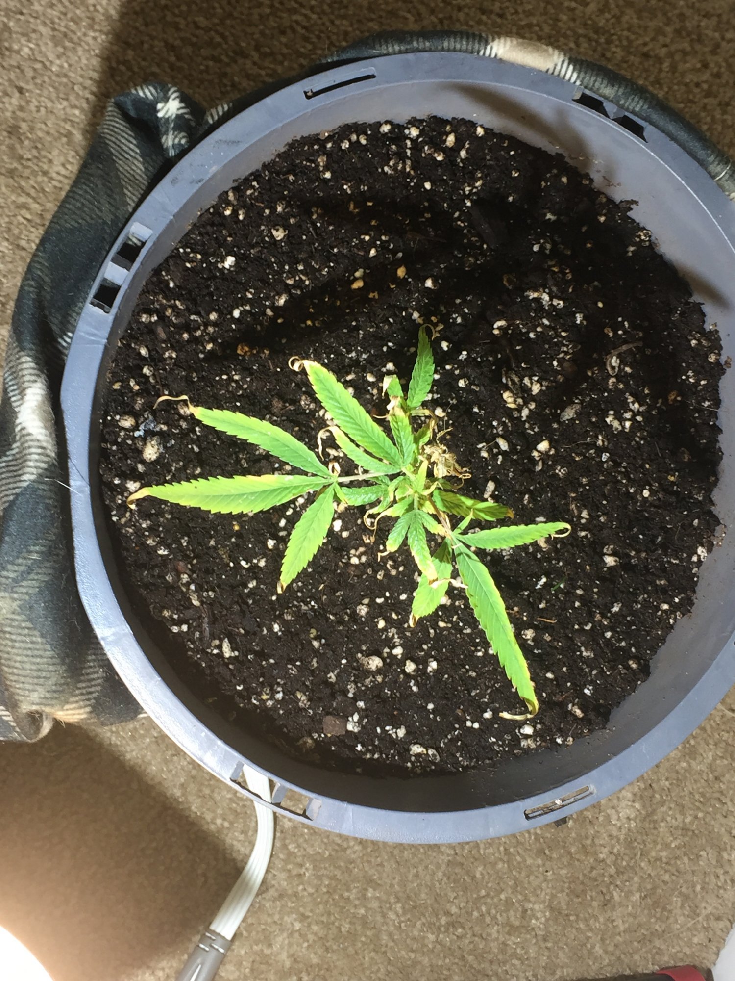Any help from experience grower