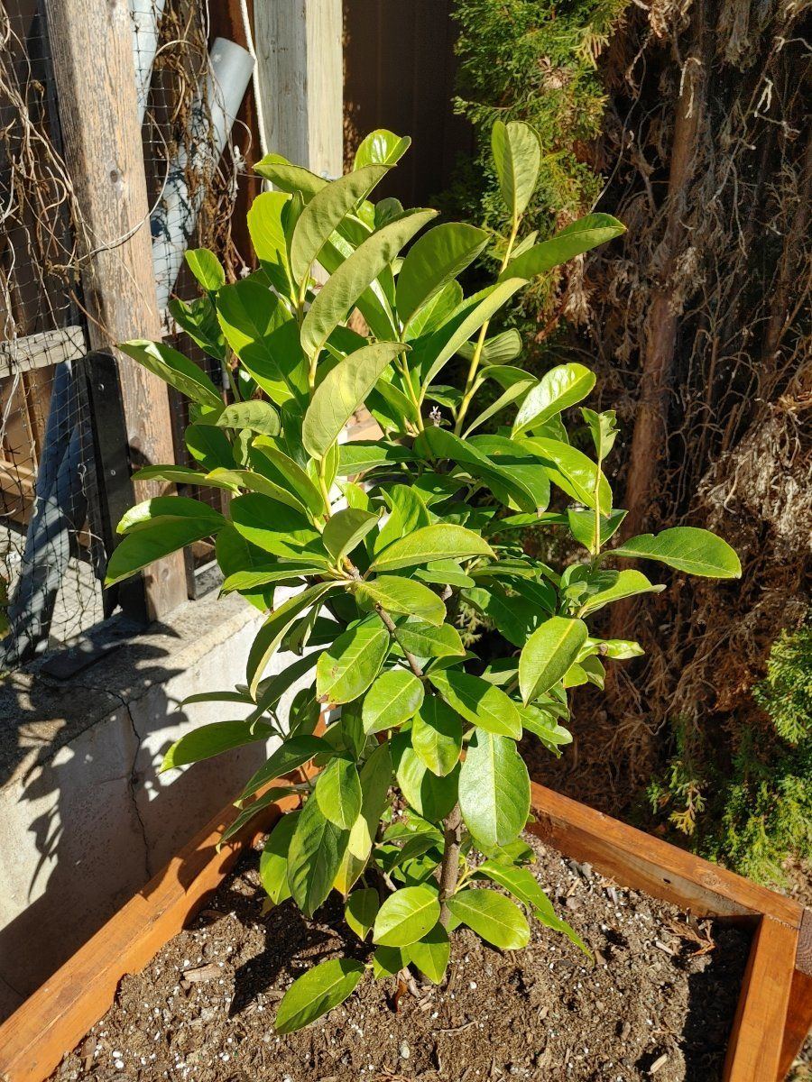 Any help with english laurel 3