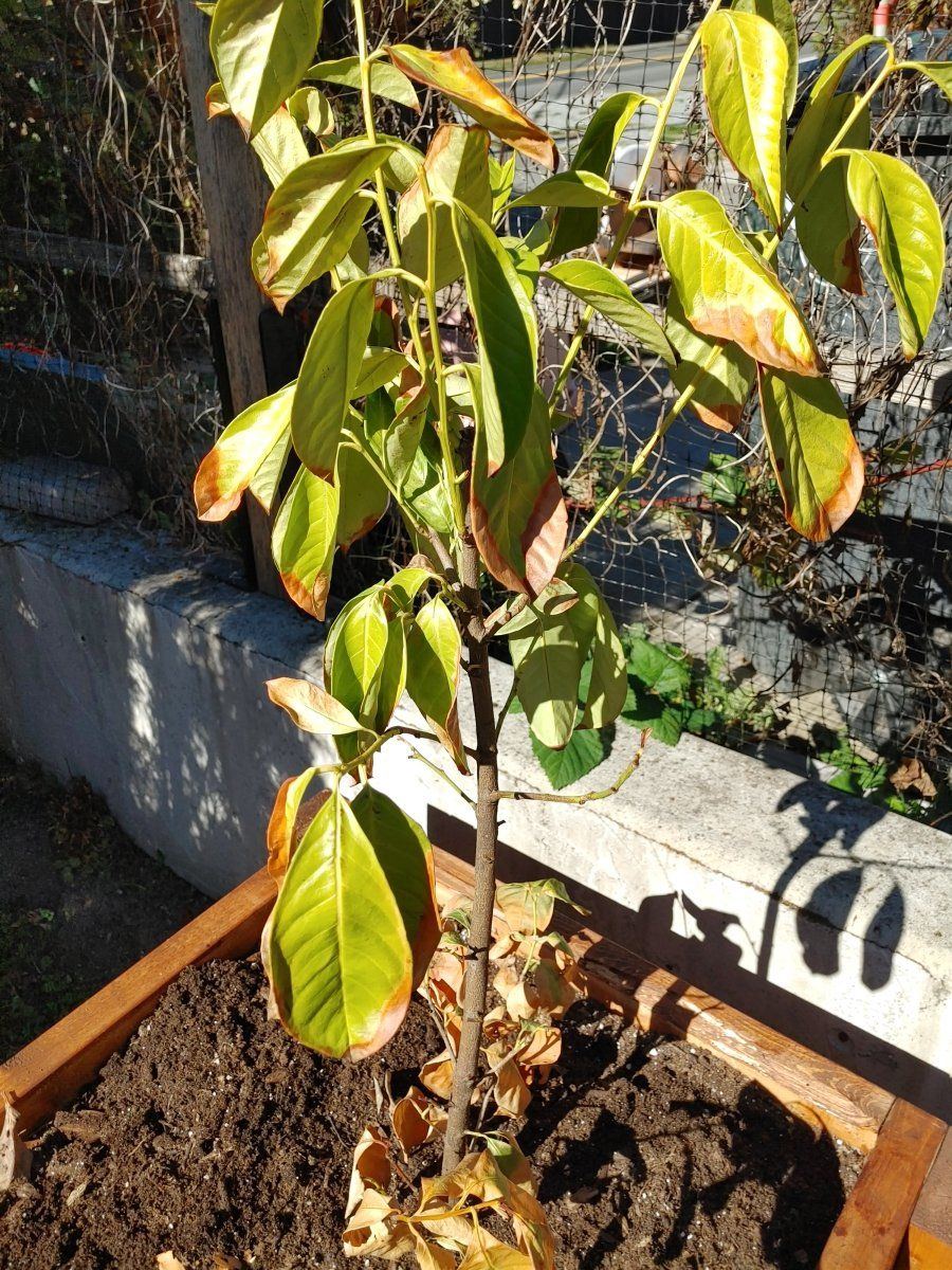 Any help with english laurel