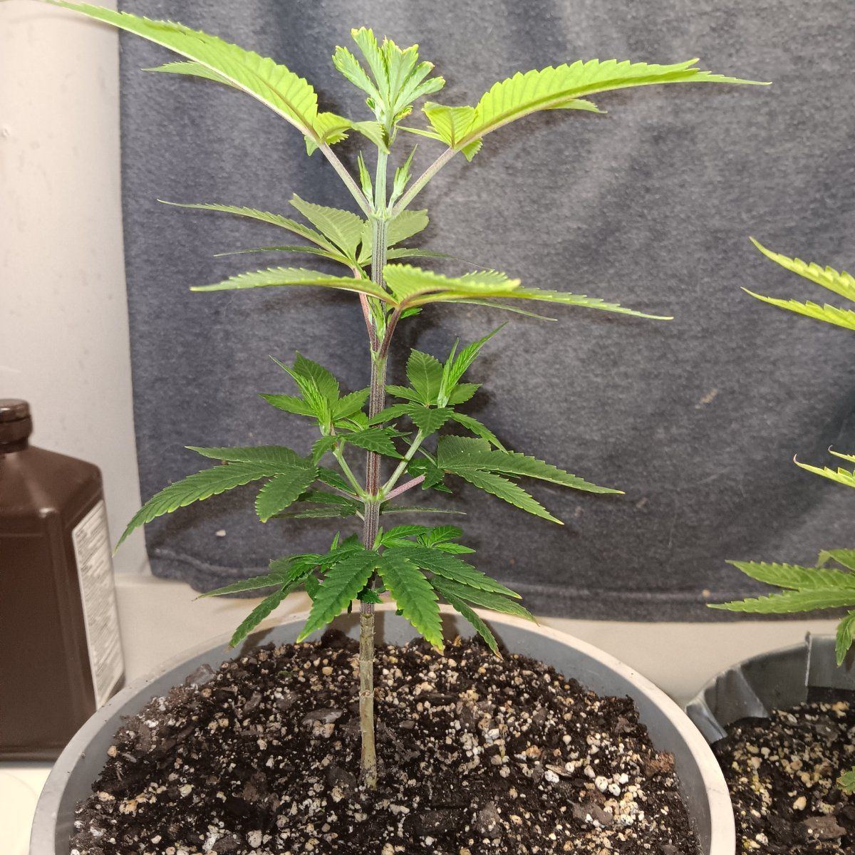 Any help would be appreciated new grower here having a color issue with one plant being too li 2