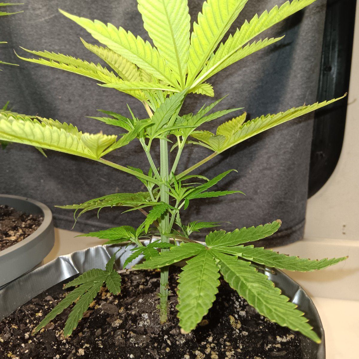 Any help would be appreciated new grower here having a color issue with one plant being too li 4
