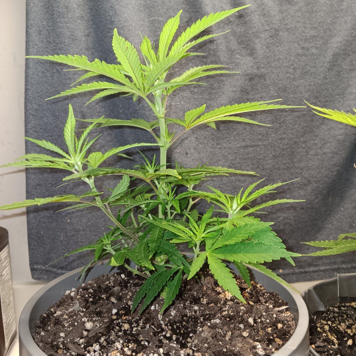 Any help would be appreciated new grower here having a color issue with one plant being too li 5