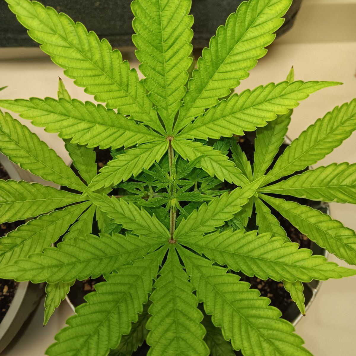 Any help would be appreciated new grower here having a color issue with one plant being too li 6