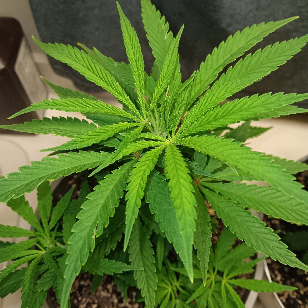 Any help would be appreciated new grower here having a color issue with one plant being too li 7