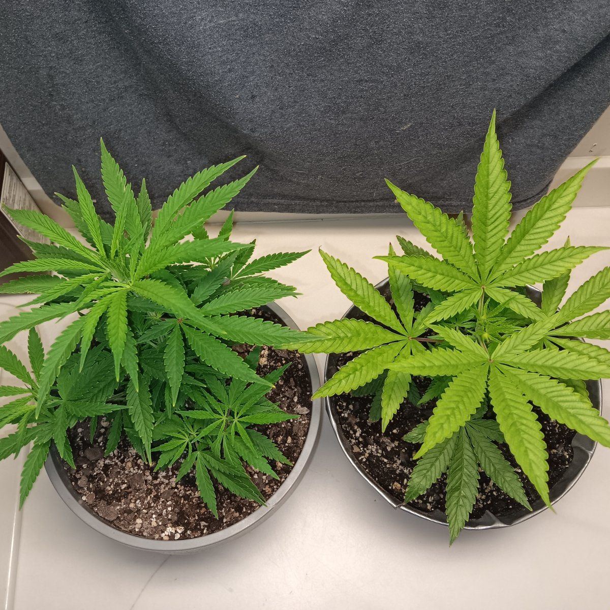 Any help would be appreciated new grower here having a color issue with one plant being too li