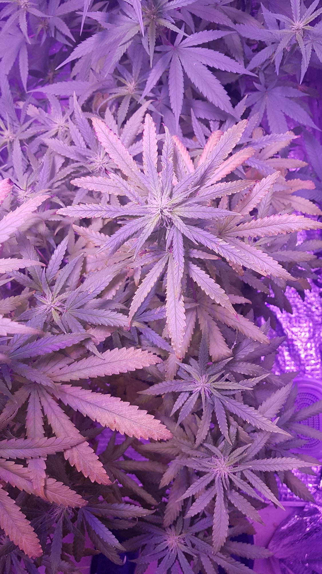 Any help would be great  5 week of flowering 2