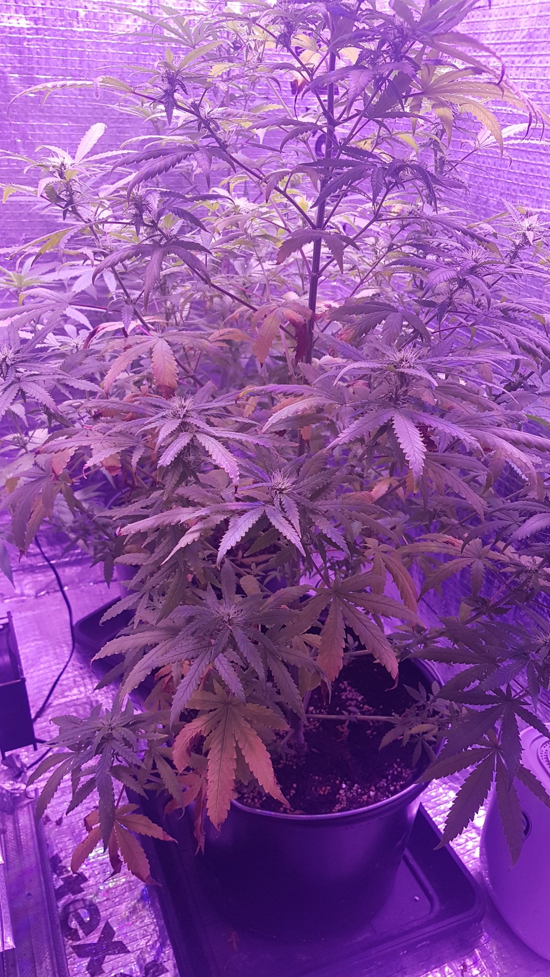 Any help would be great  5 week of flowering 3