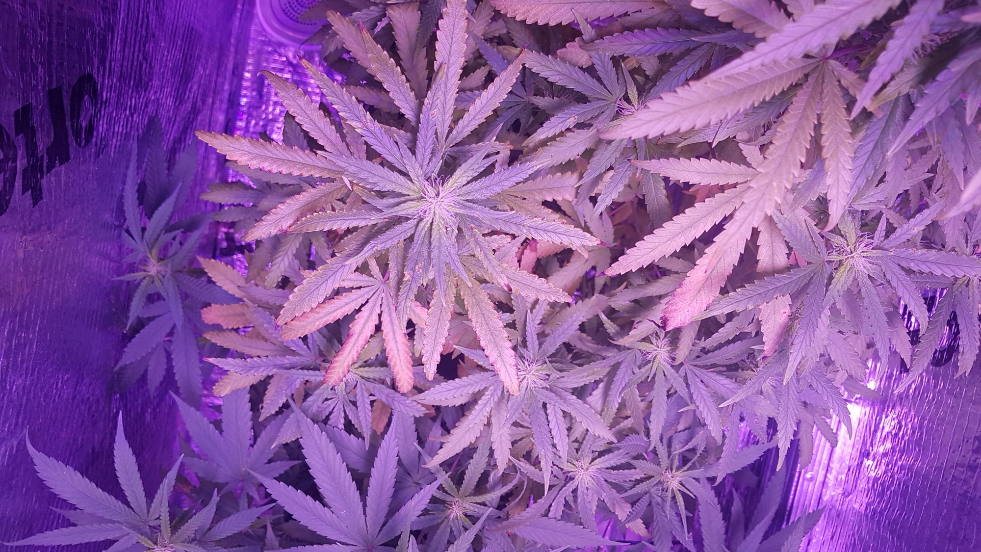 Any help would be great  5 week of flowering