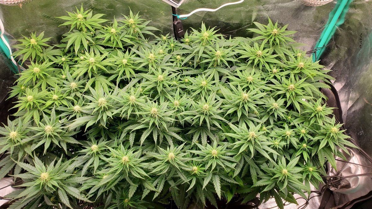 Any helpful hints on defoliating properly 3