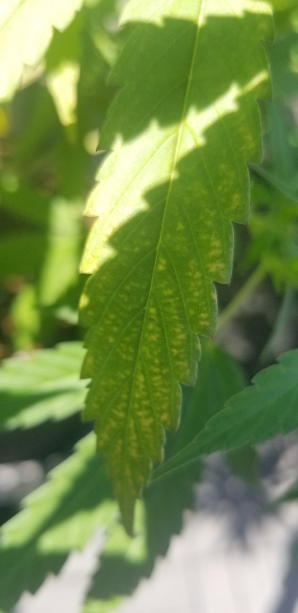 Any idea if this happening to my leaves because of a deficiency or pest 2