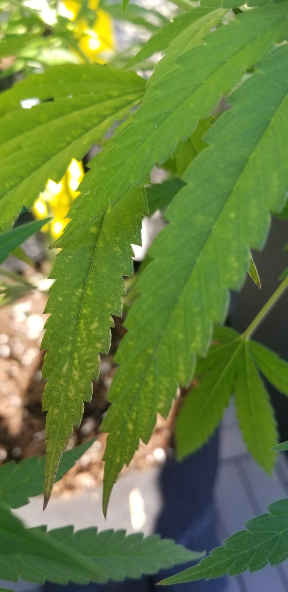 Any idea if this happening to my leaves because of a deficiency or pest 3
