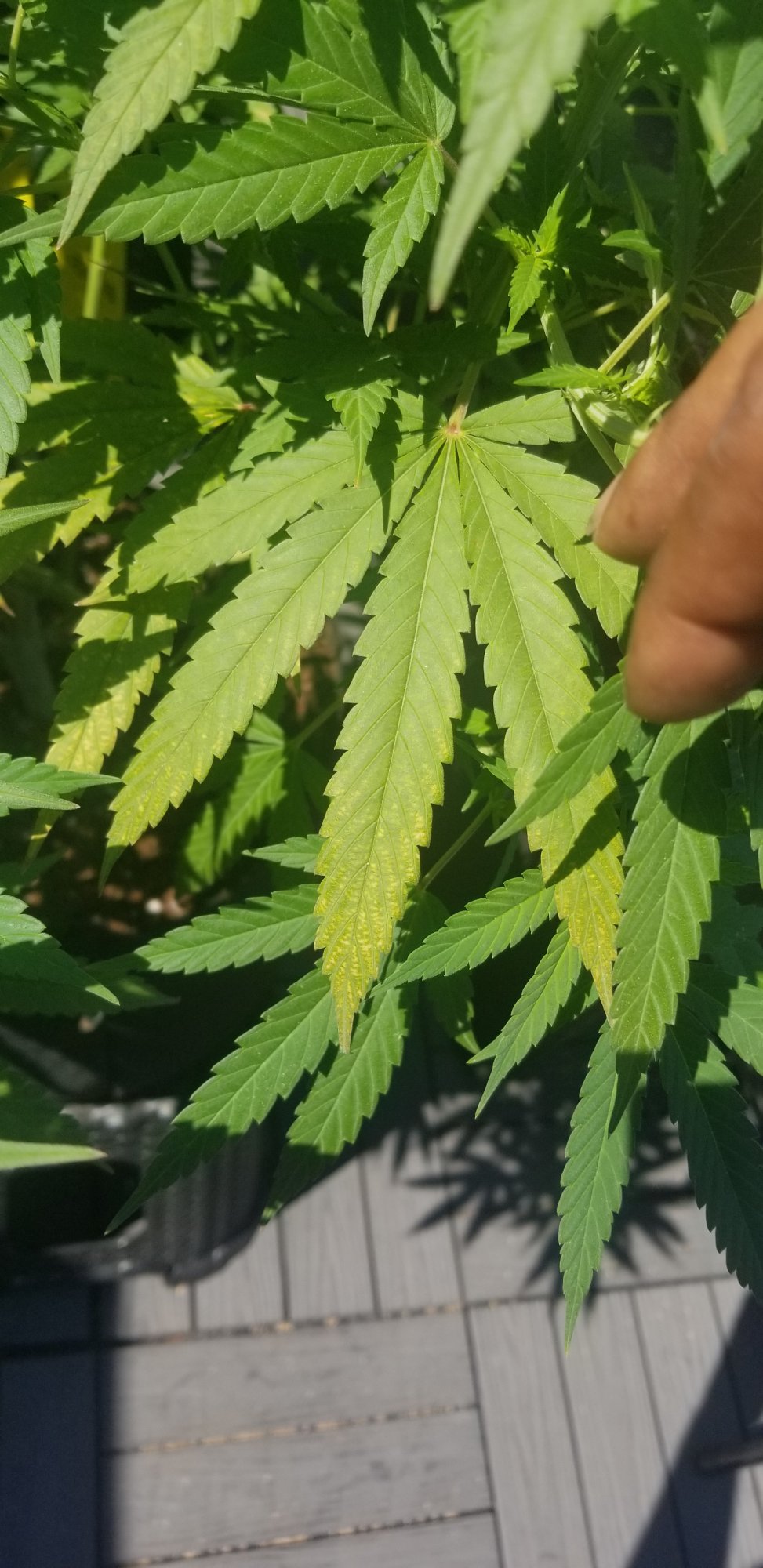 Any idea if this happening to my leaves because of a deficiency or pest