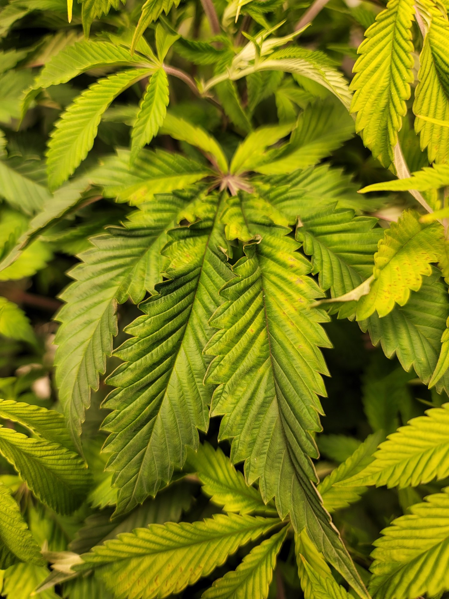 Any idea what is wrong  nute issue light issue 2