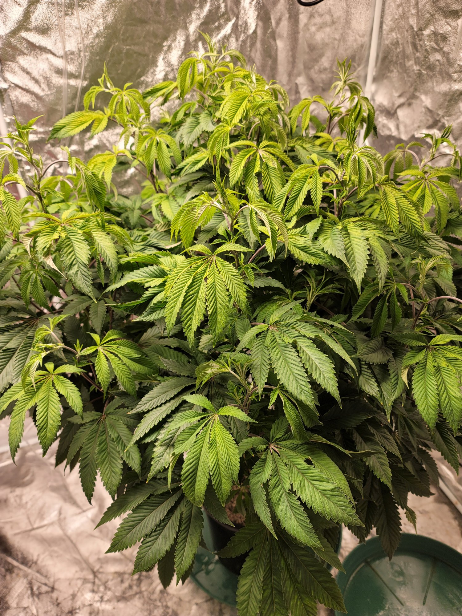 Any idea what is wrong  nute issue light issue 3