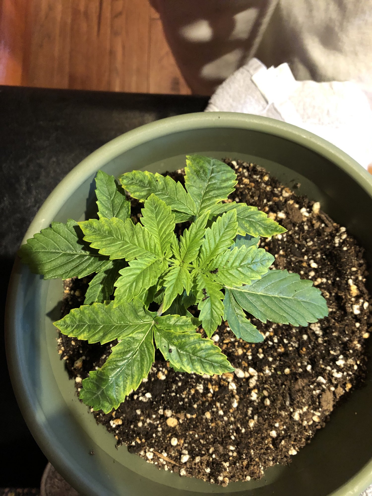 Any idea what is wrong with my plants 2