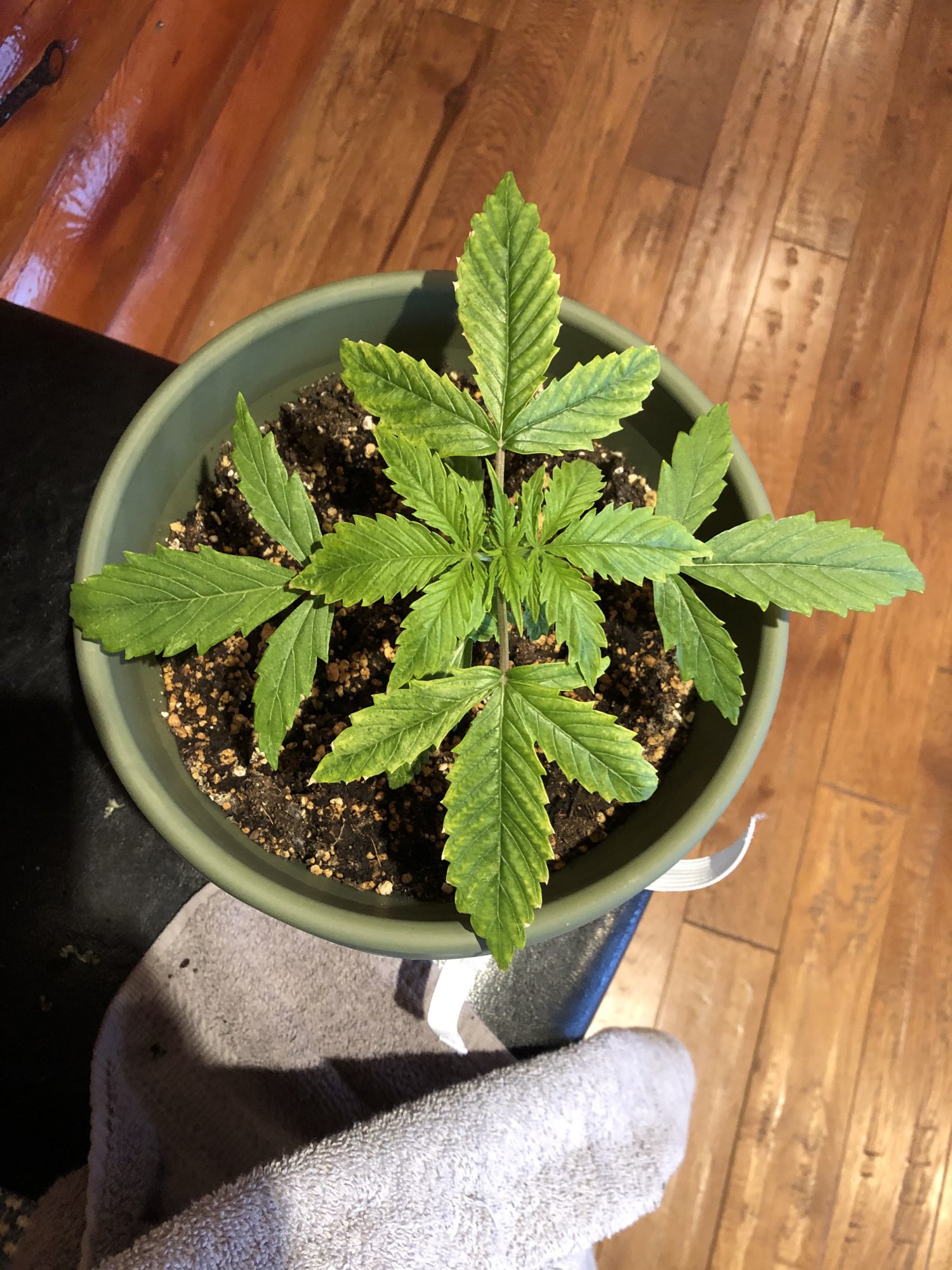 Any idea what is wrong with my plants 3