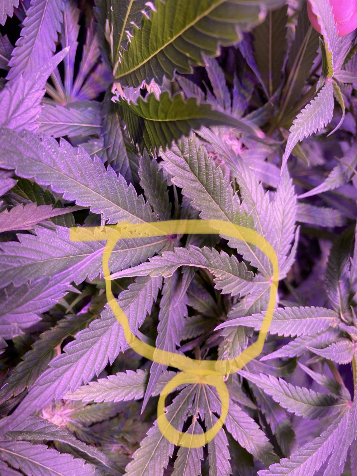 Any idea what might be wrong with these leaves 2