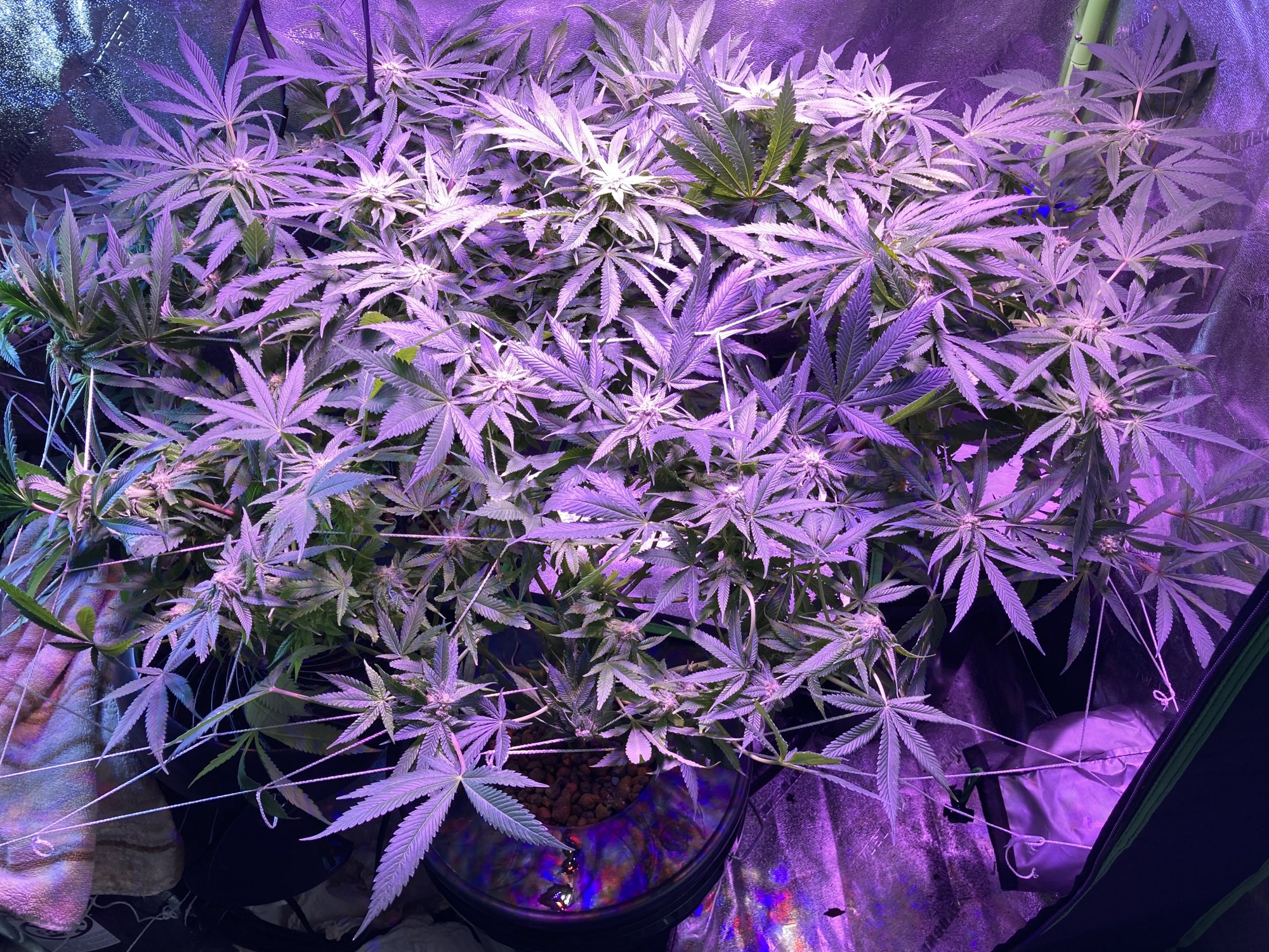 Any idea what might be wrong with these leaves 3
