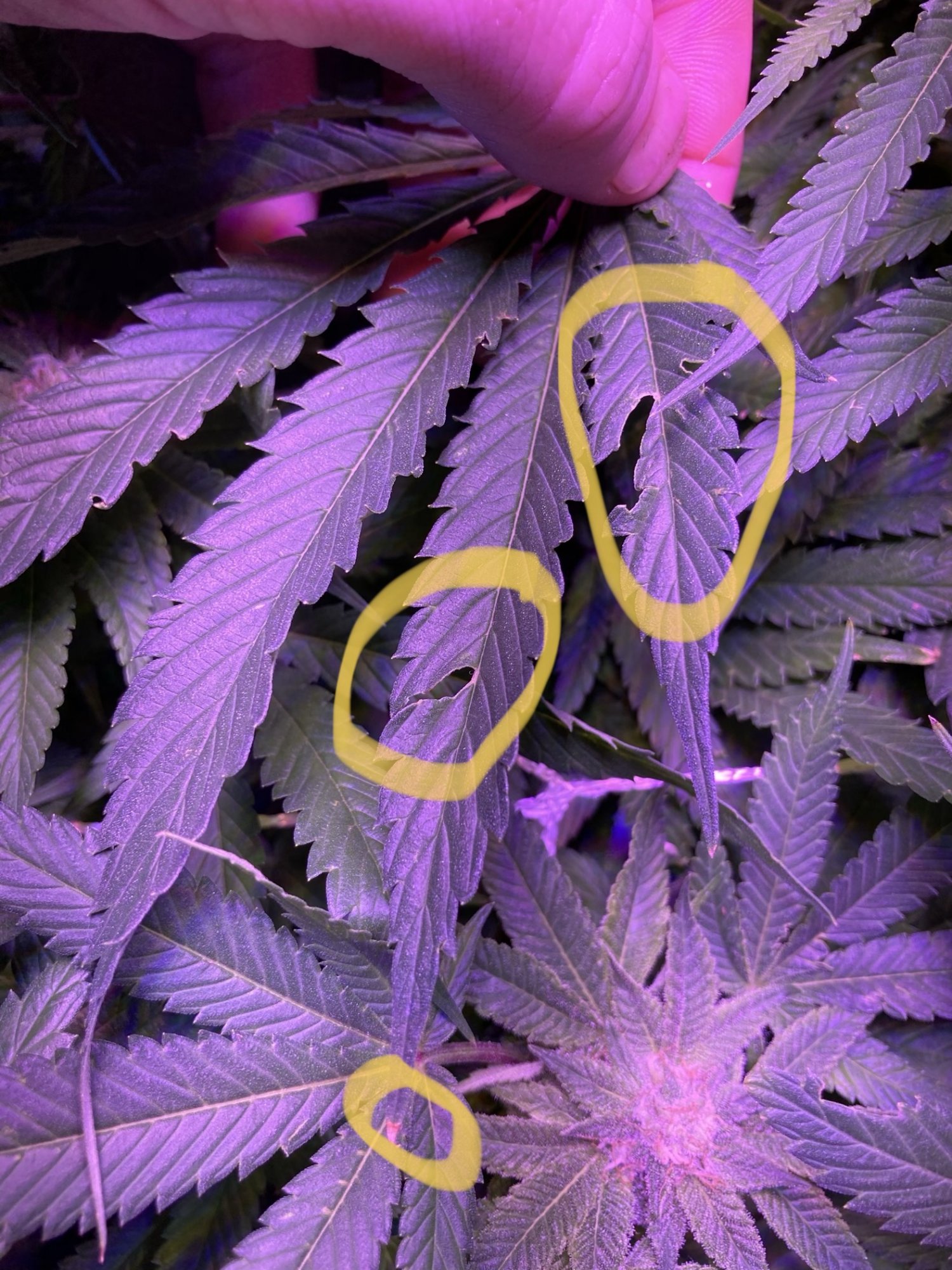 Any idea what might be wrong with these leaves 4