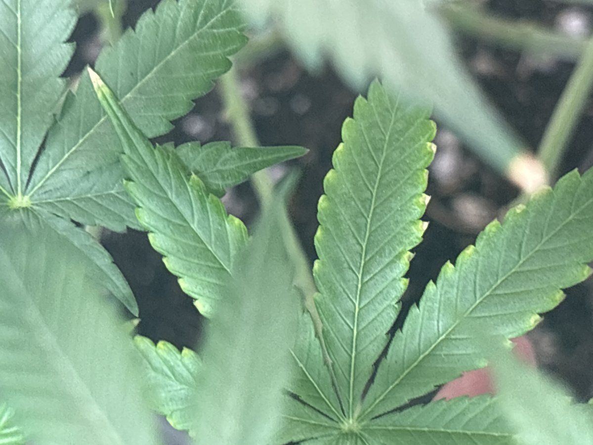 Any idea what this could be 3