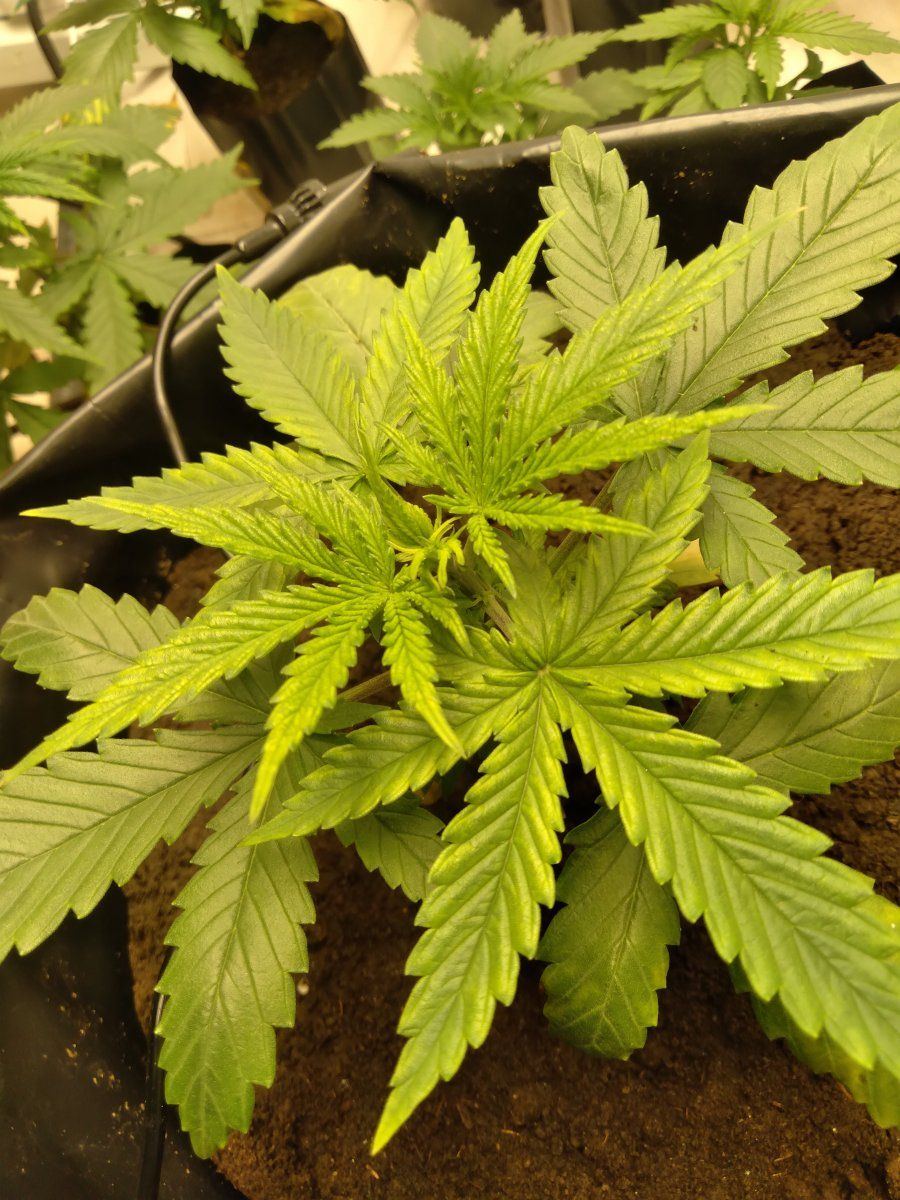 Any idea what this deficiency is