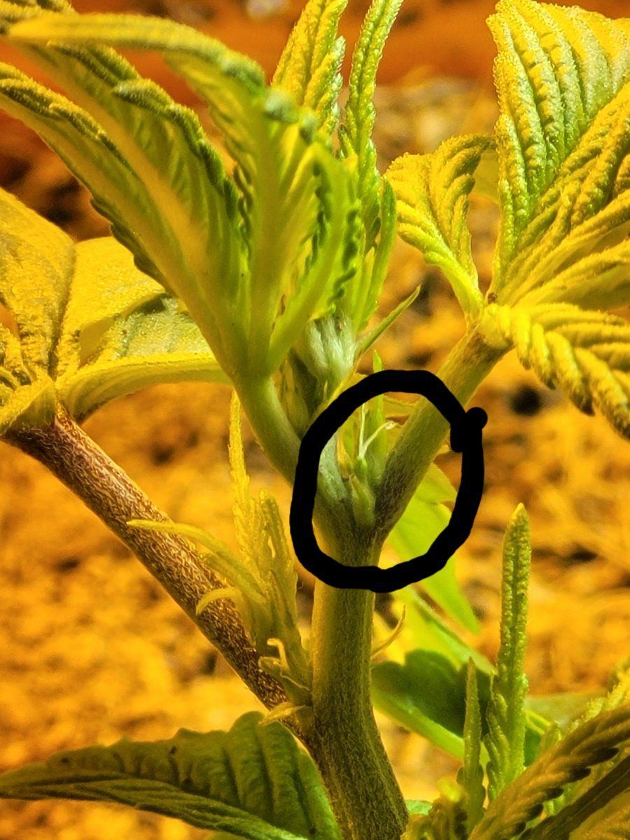 Any idea why my plants are showing sex after 1 week