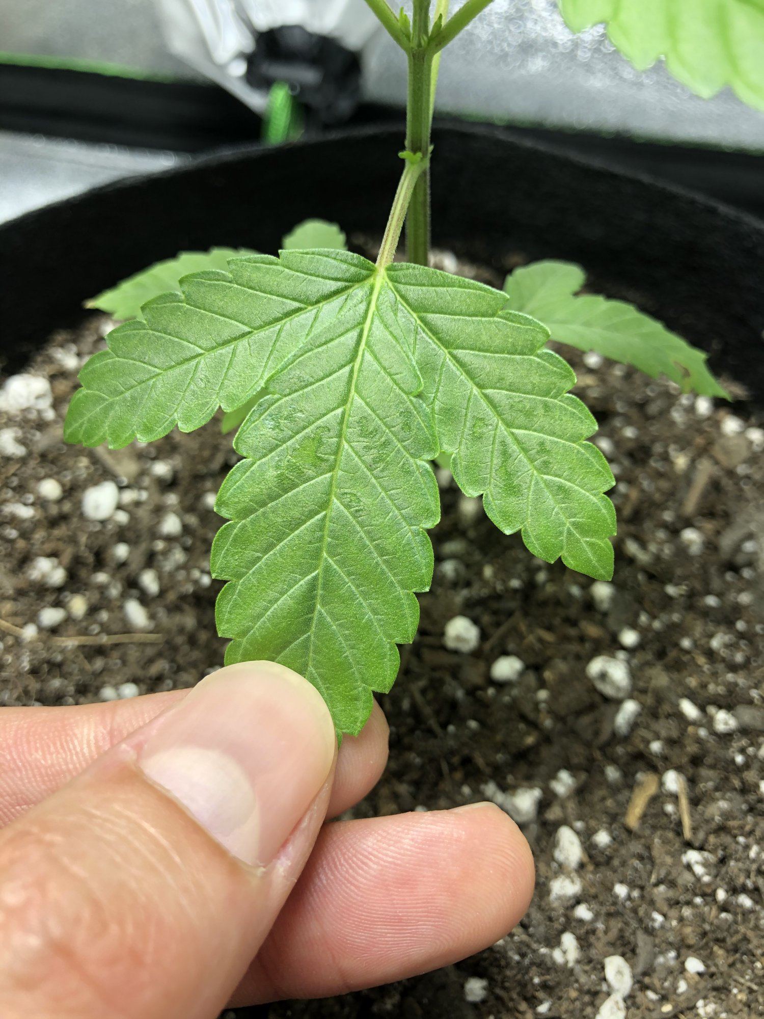 Any ideas on what this leaf damage could be 2