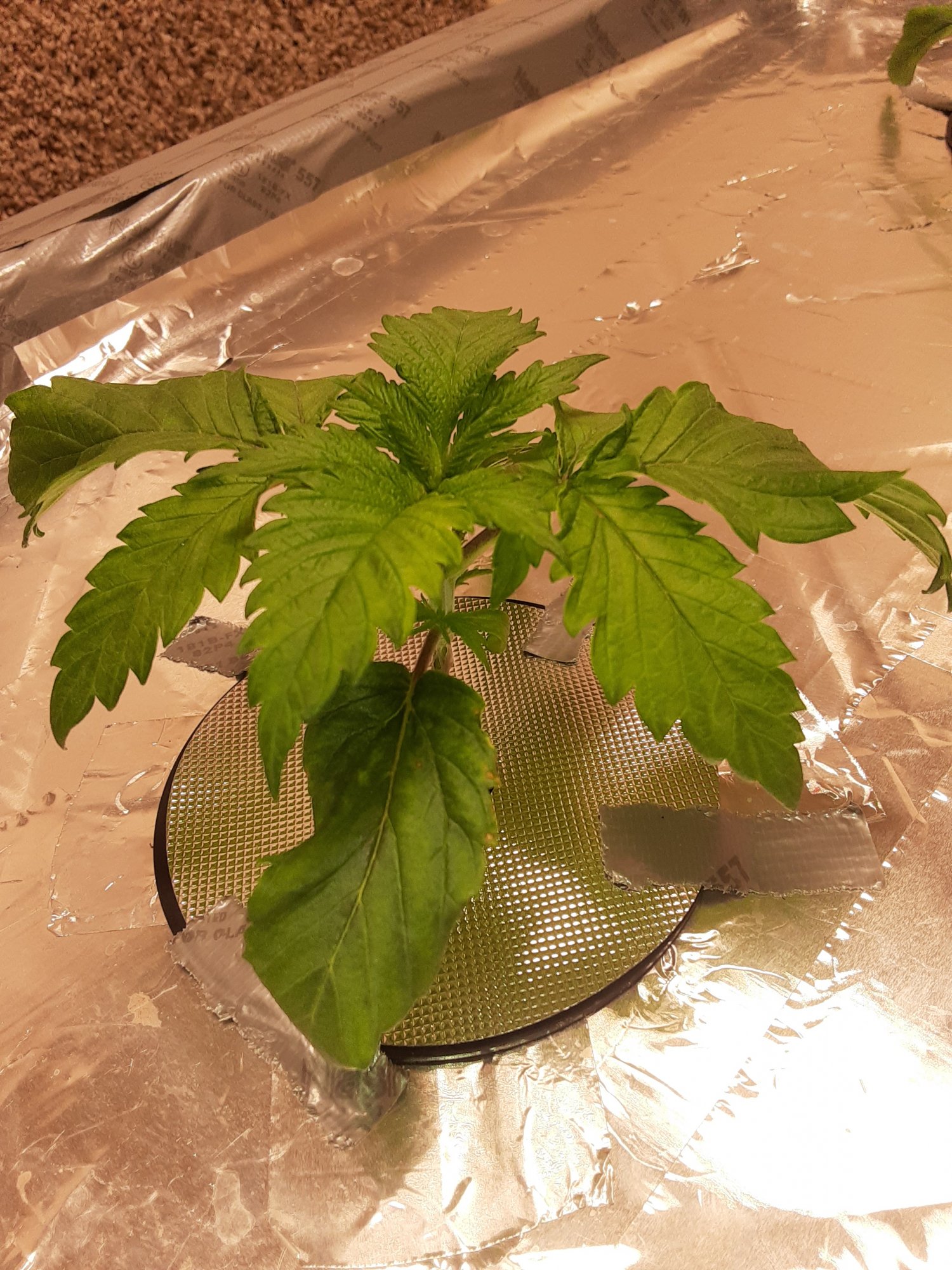 Any ideas with my grow