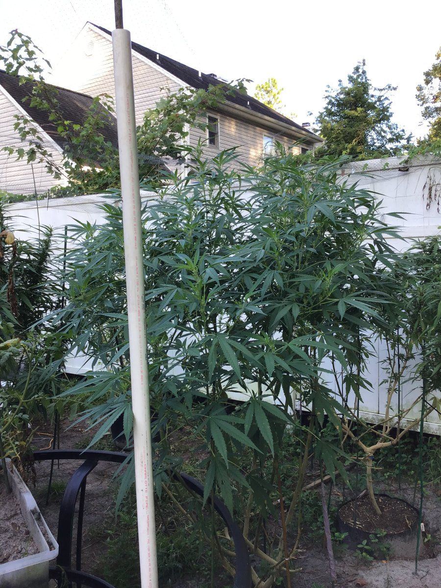 Any information on royal queen seeds critical strain