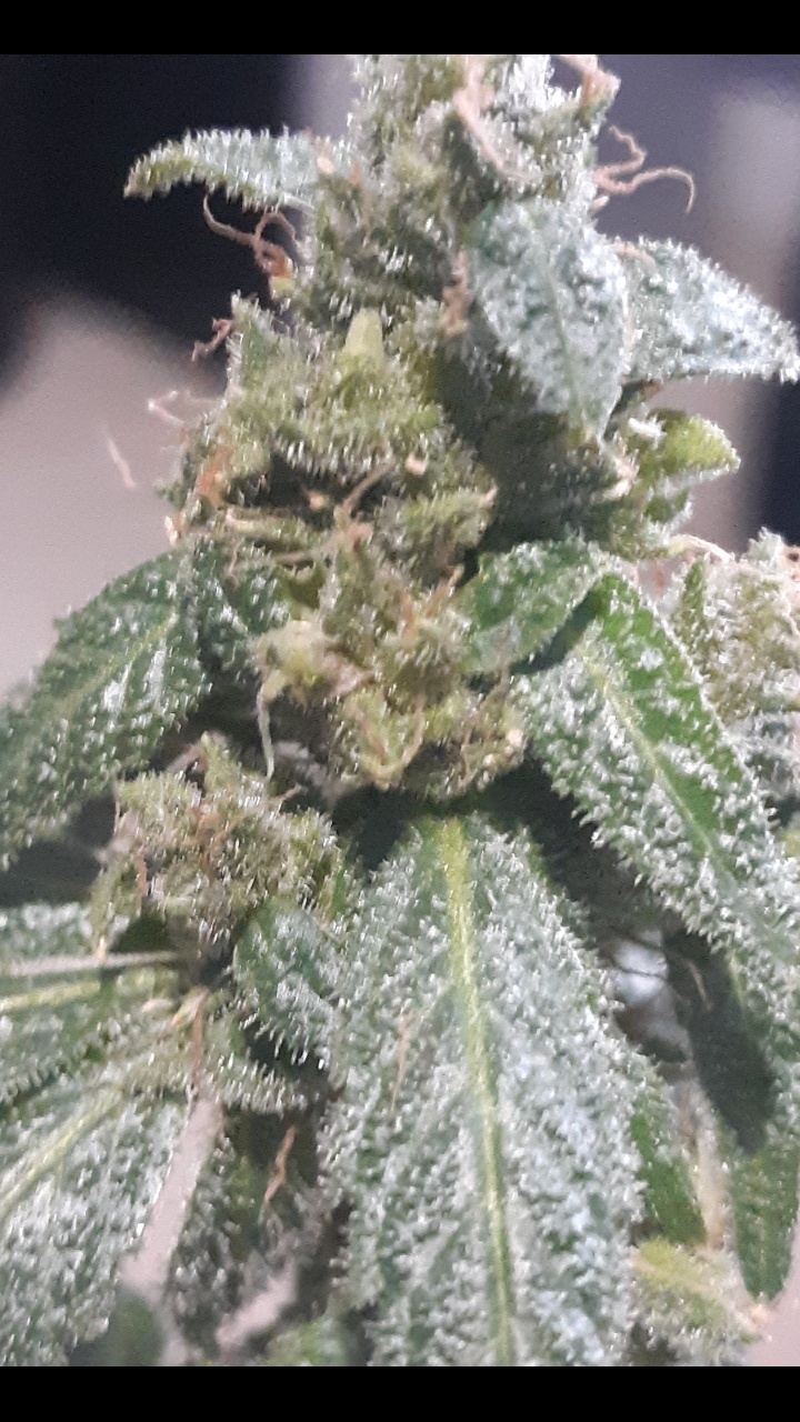 Any input on when i should harvest 4