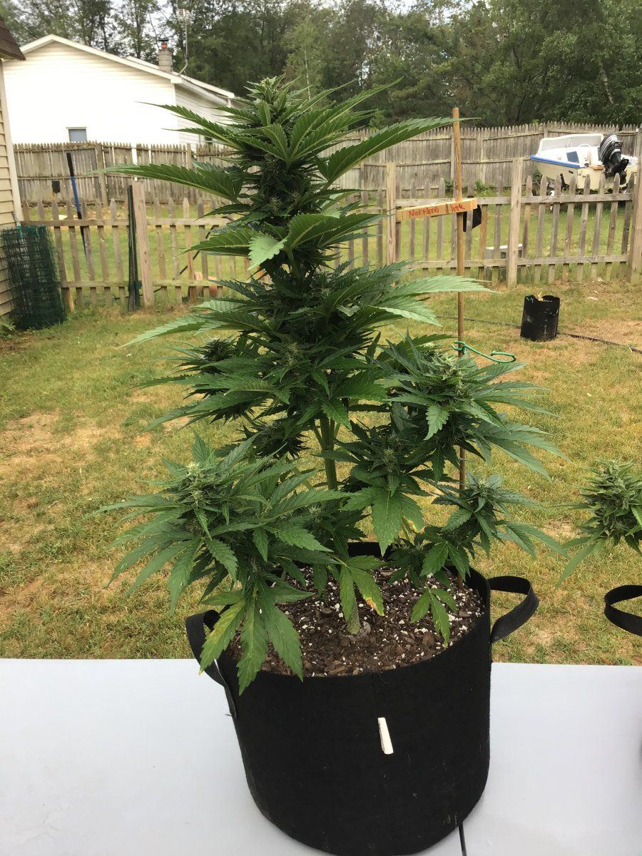 Any suggestions on spraying for caterpillar during flowering 2