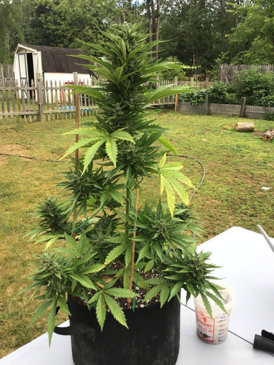 Any suggestions on spraying for caterpillar during flowering 3