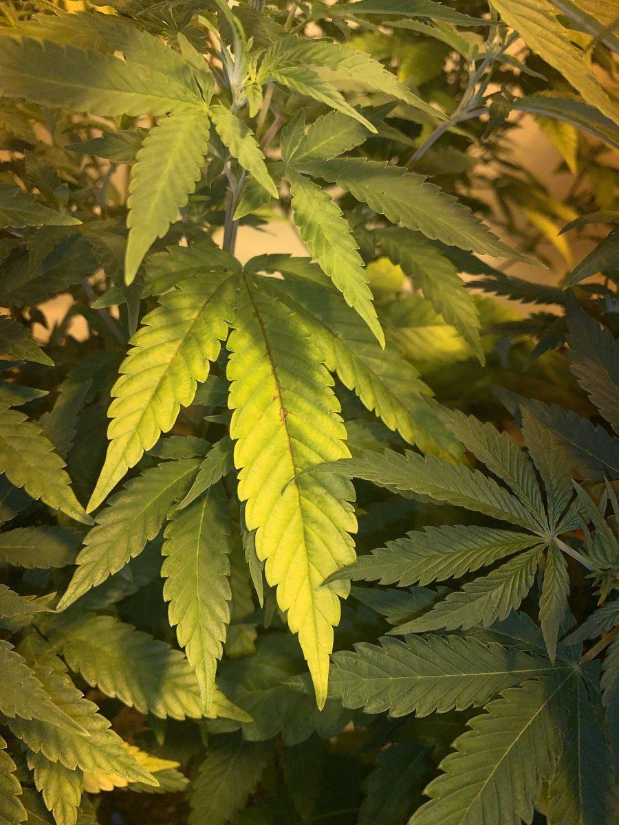 Any thoughts on these leaves