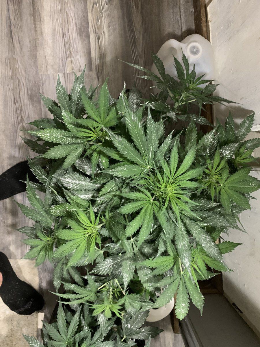 Any tips for growing autoflowers in coco mix 4