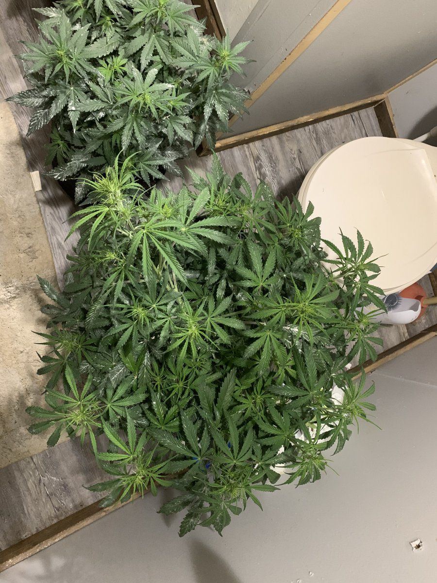 Any tips for growing autoflowers in coco mix