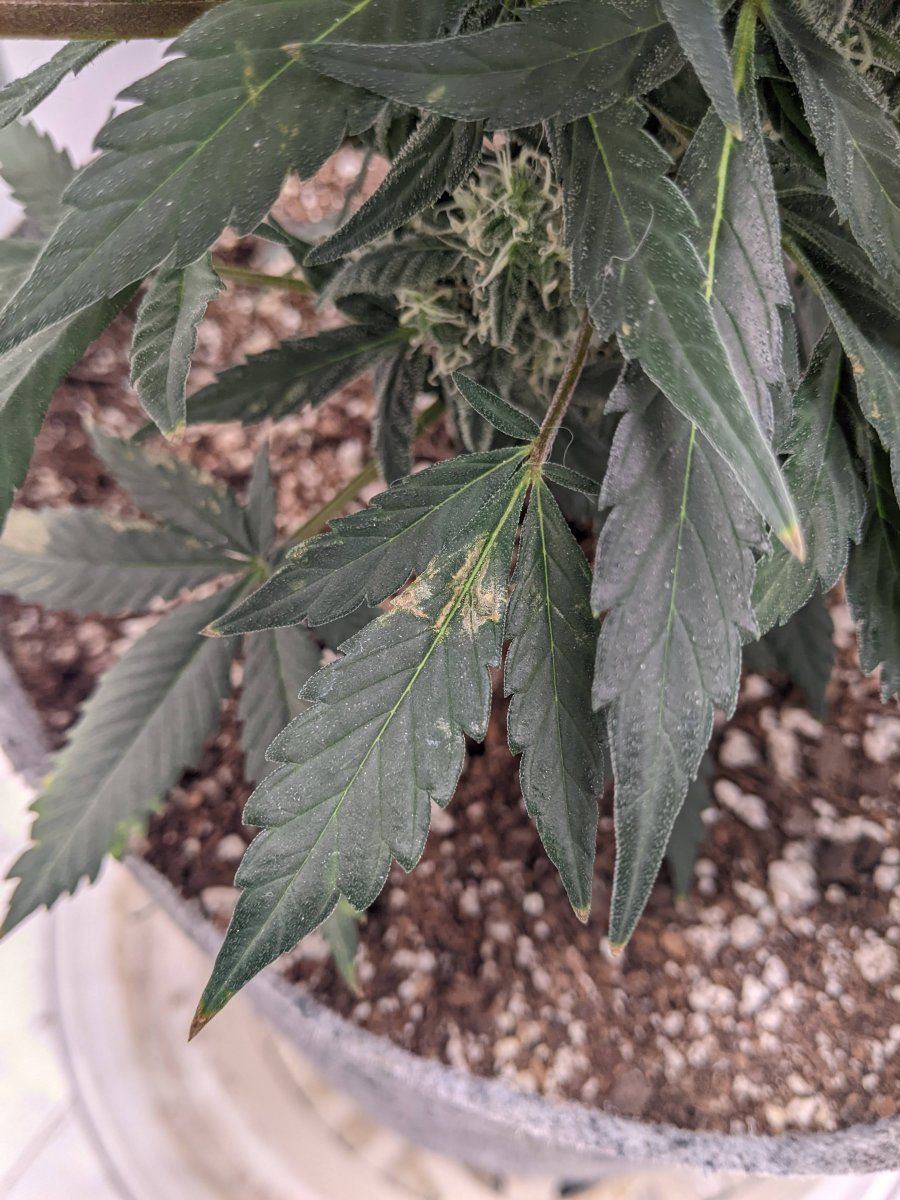Anybody able to help me diagnose this spotting issue on most of my leaves 3
