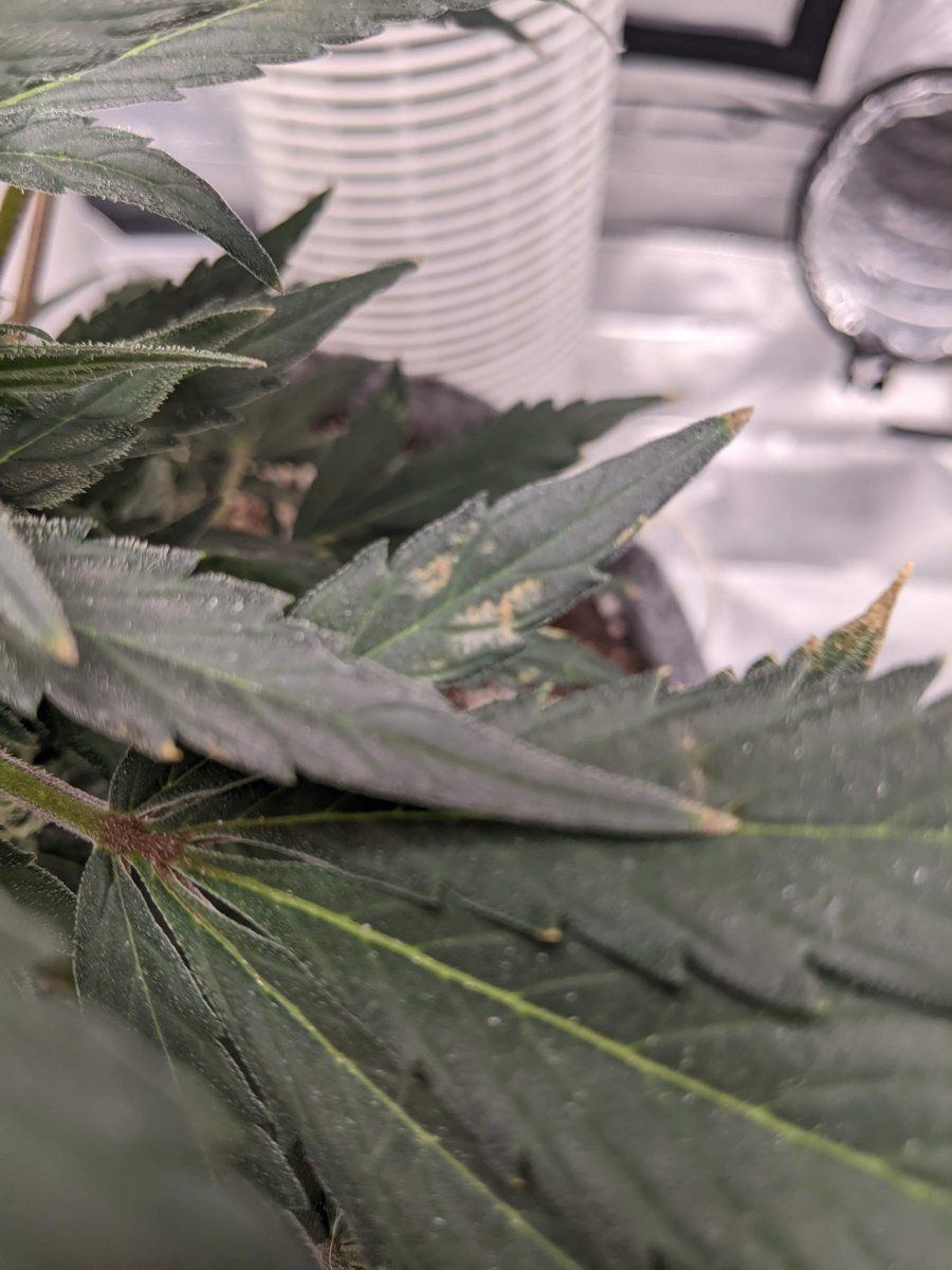 Anybody able to help me diagnose this spotting issue on most of my leaves 4
