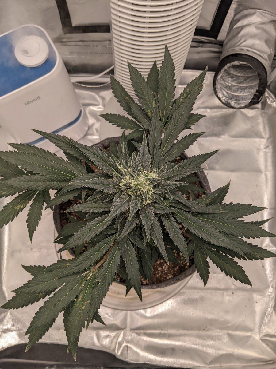 Anybody able to help me diagnose this spotting issue on most of my leaves 7