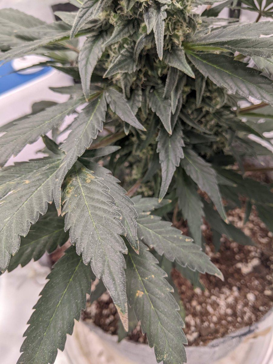 Anybody able to help me diagnose this spotting issue on most of my leaves 9