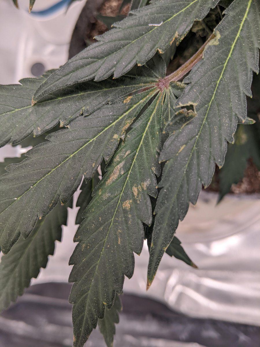 Anybody able to help me diagnose this spotting issue on most of my leaves
