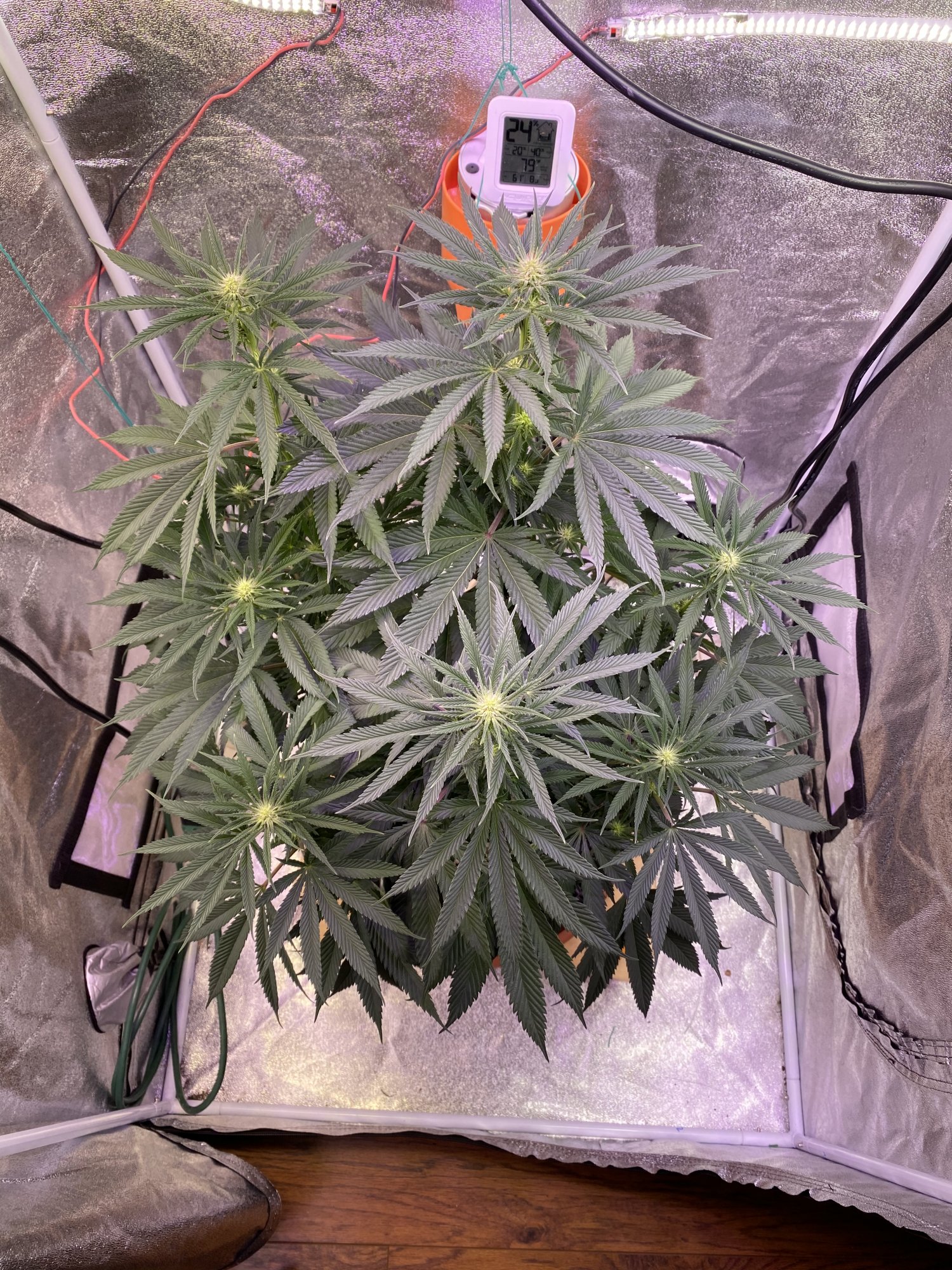 Anybody in here using roots organic lush soil 4