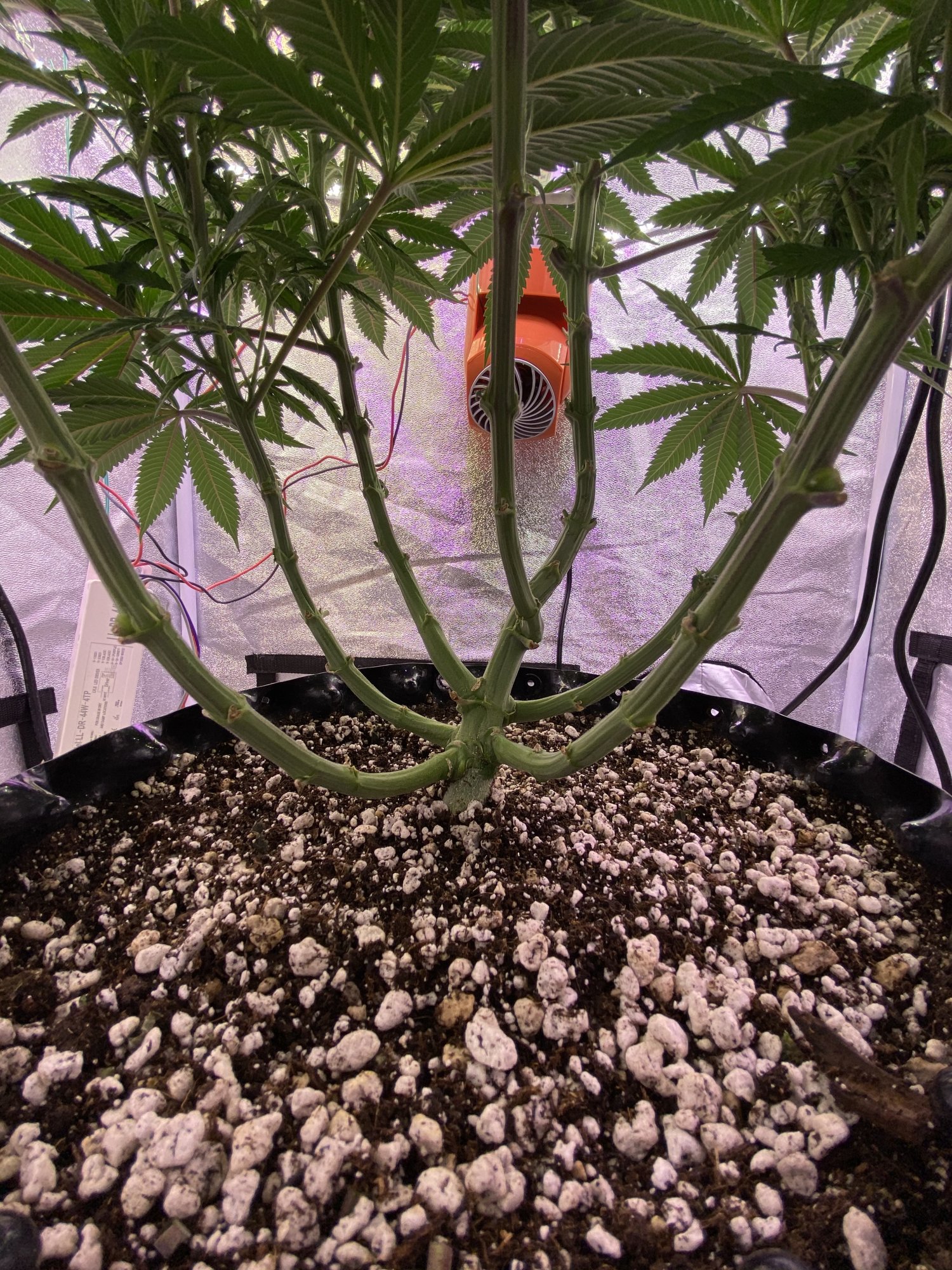 Anybody in here using roots organic lush soil 5