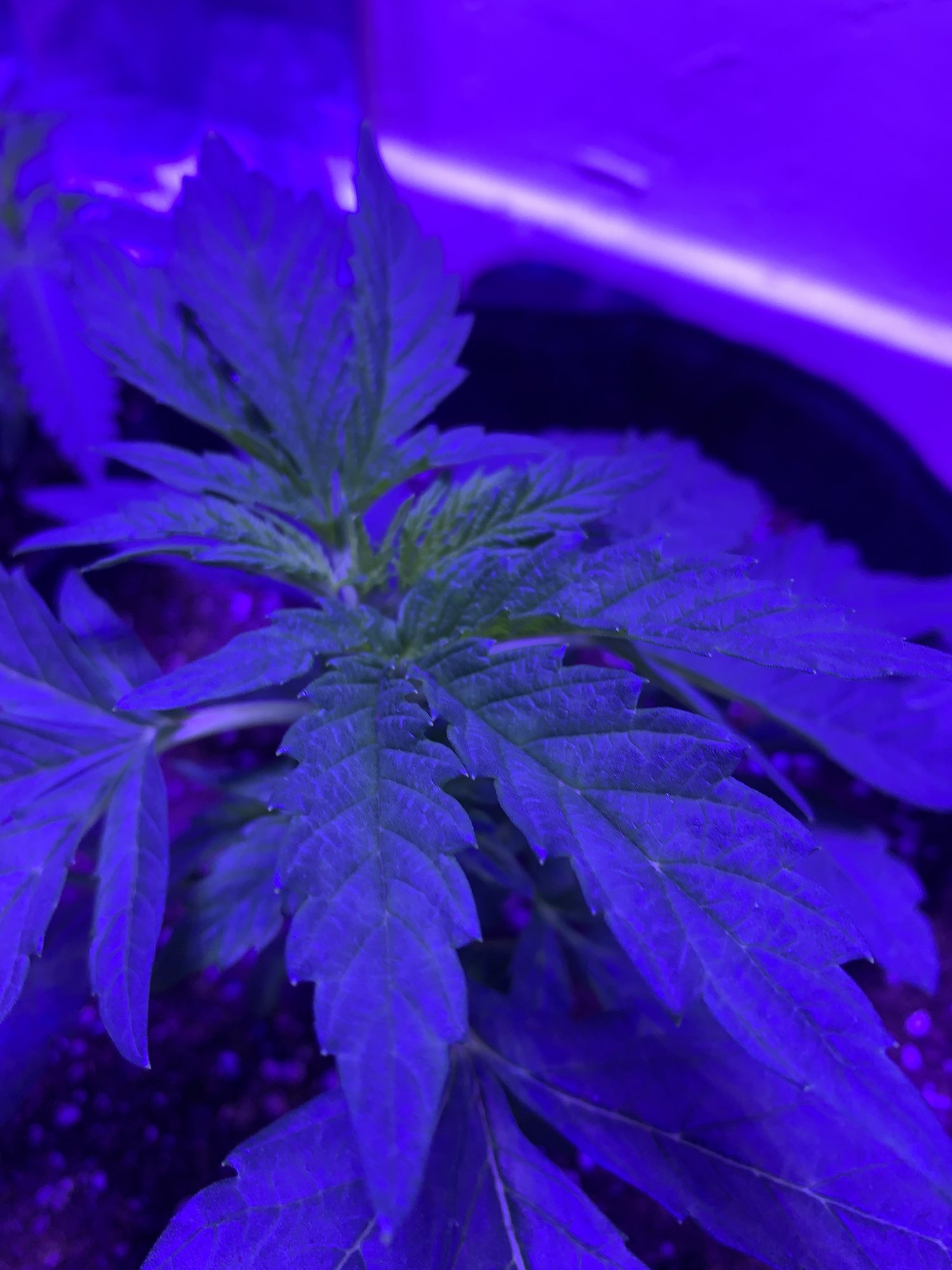Anybody know why my plant is doing thus 2