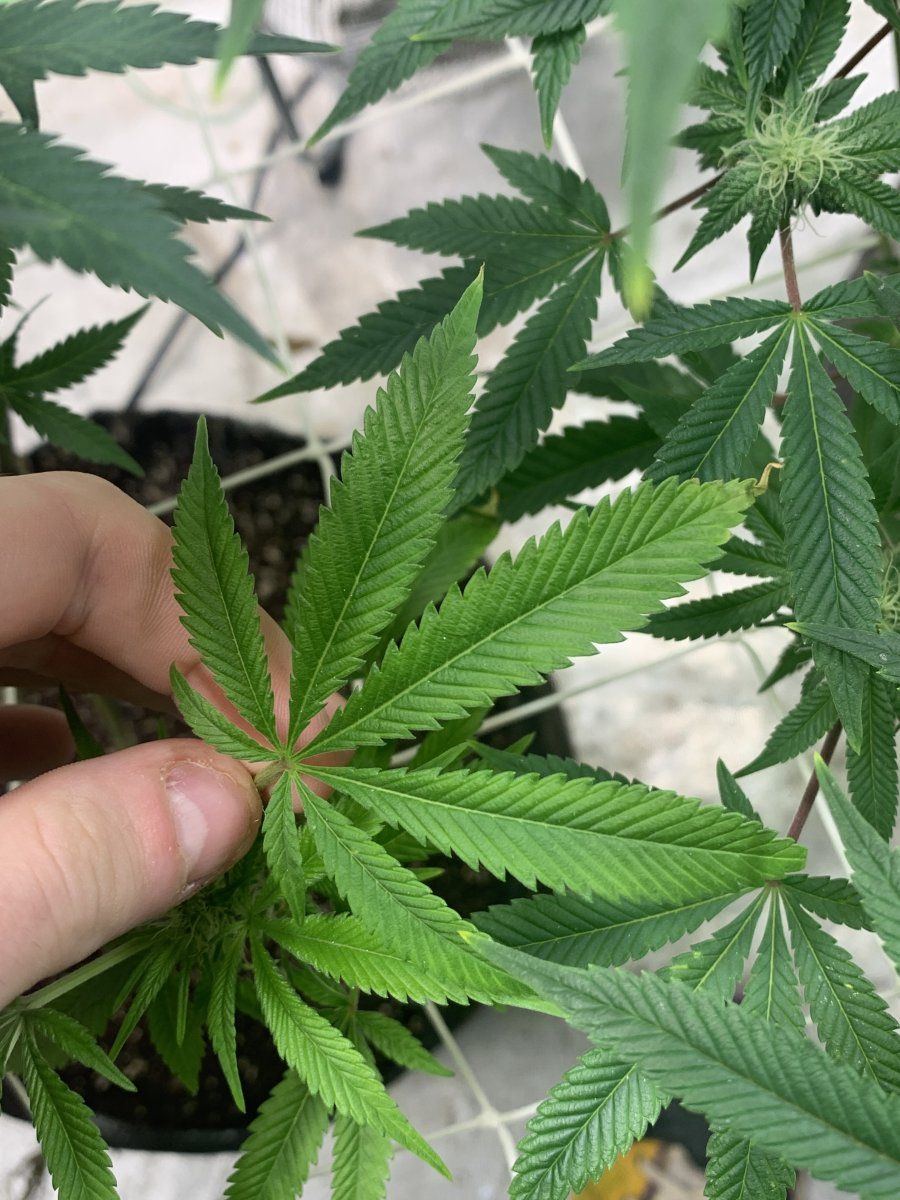Anyone diagnose this oddly light green 2