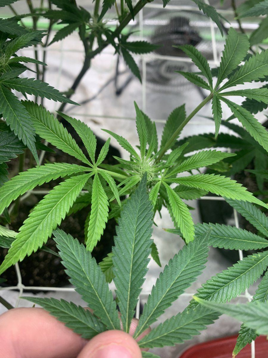 Anyone diagnose this oddly light green