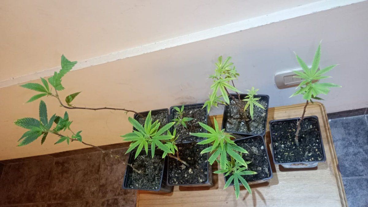 Anyone had this issue gleaned plants need help 3